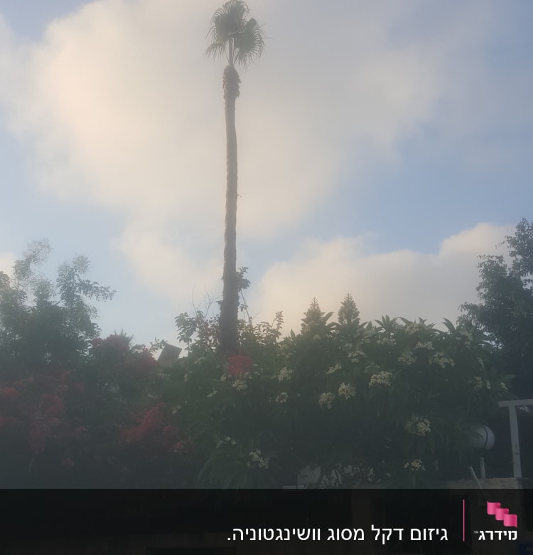 עץ דקל גבוה עם ענפים גזומים